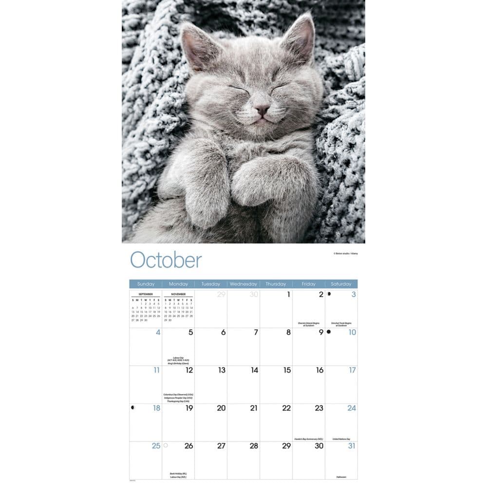 Naptime Cats Special Value 2026 Wall Calendar Fourth Alternate Image