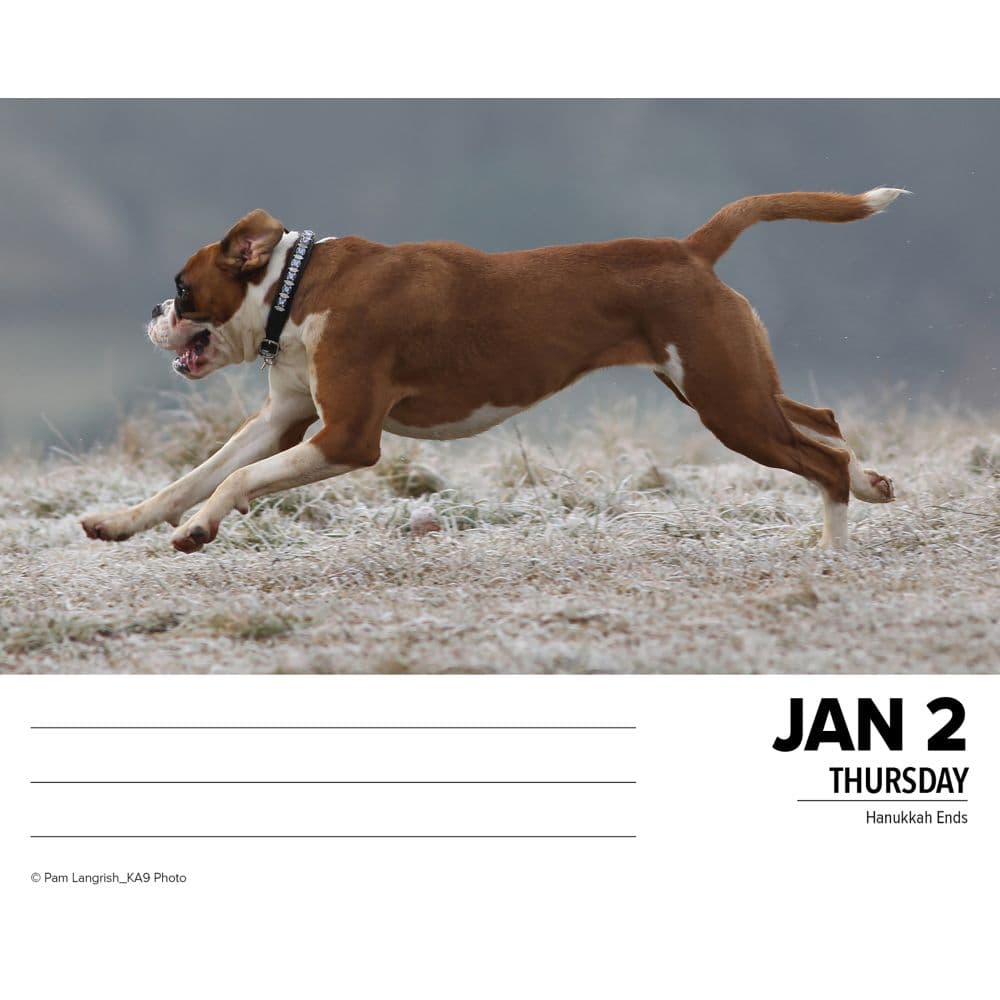 Just Boxers 2025 Desk Calendar Second Alternate Image