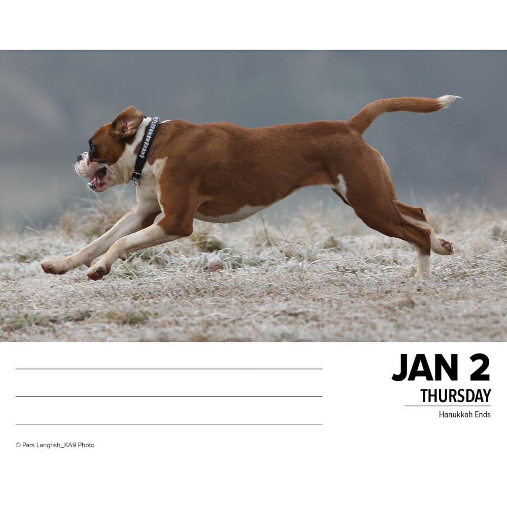 Just Boxers 2025 Desk Calendar interior image