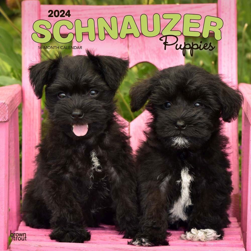 Schnauzer Puppies 2024 Wall Calendar Main Product Image width=&quot;1000&quot; height=&quot;1000&quot;