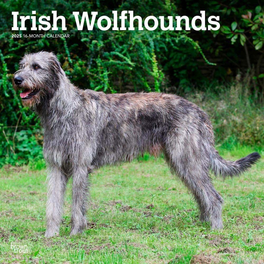 Irish Wolfhounds 2025 Wall Calendar Main Image