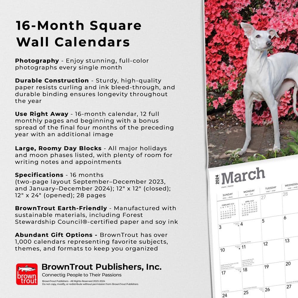 Italian Greyhounds 2024 Wall Calendar Fourth Alternate Image width=&quot;1000&quot; height=&quot;1000&quot;