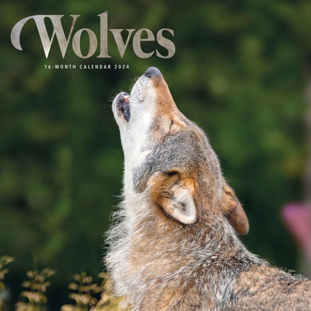 Wolves 2024 Wall Calendar by Carousel Calendars