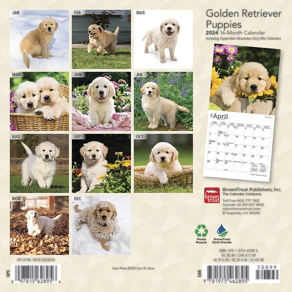 Golden Retriever Puppies 2024 Mini Wall Calendar First Alternate Image width=&quot;1000&quot; height=&quot;1000&quot;