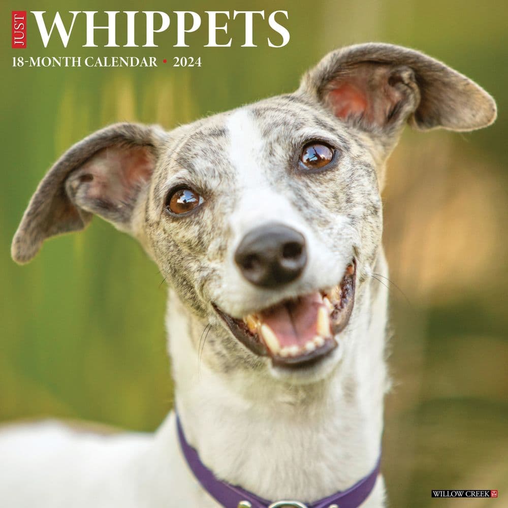 Whippets 2024 Wall Calendar