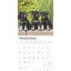 image Schnauzer Puppies 2025 Wall Calendar Third Alternate Image