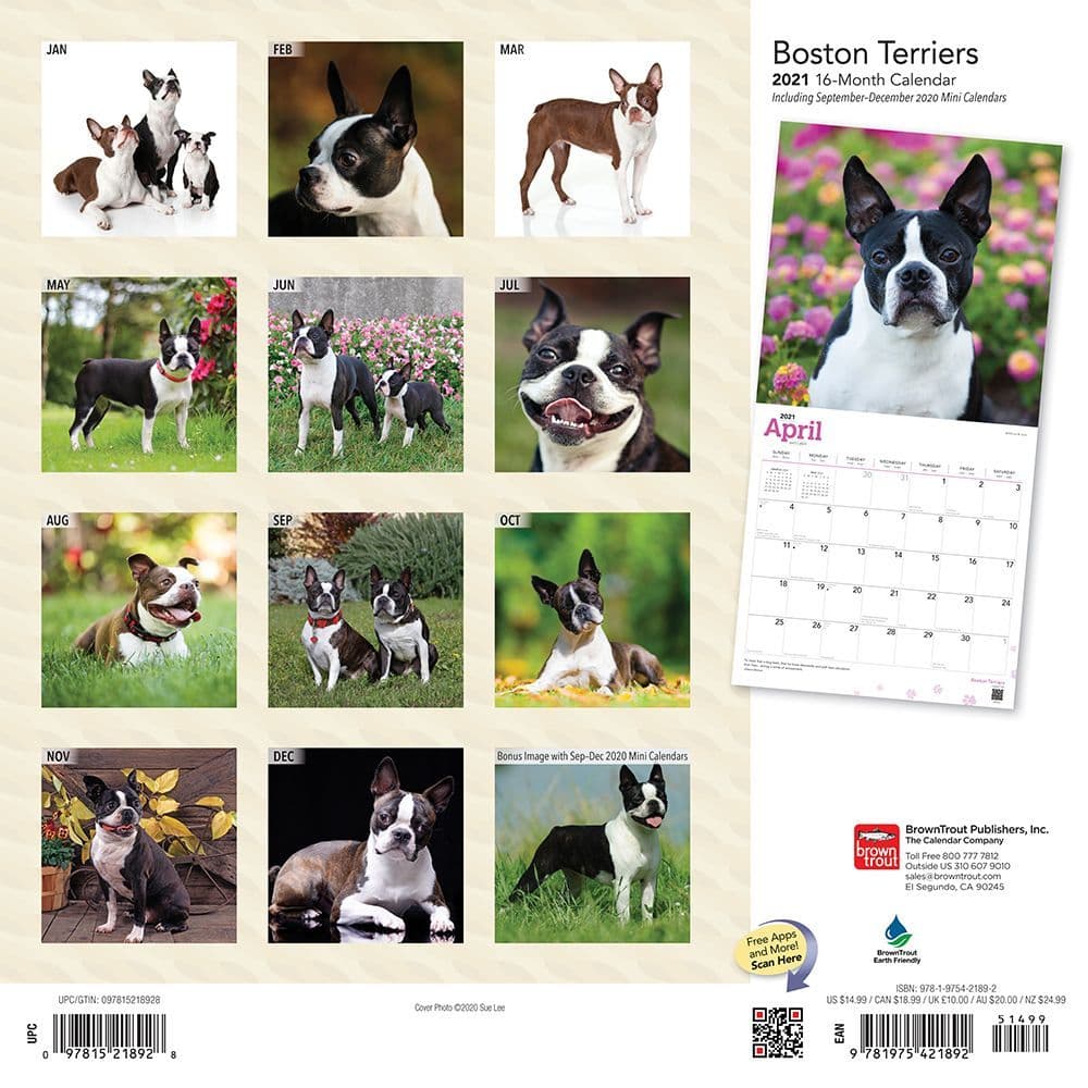 Boston Terriers Wall Calendar