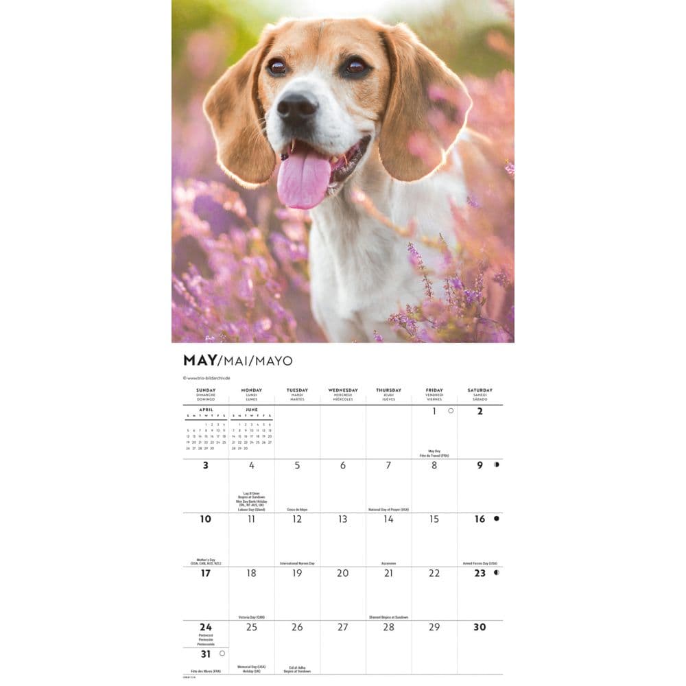 Beagles 2026 Mini Wall Calendar Third Alternate Image
