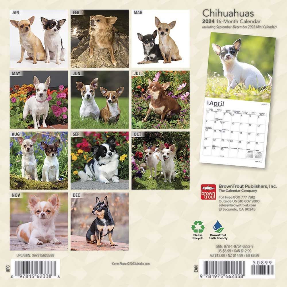 Chihuahuas 2024 Mini Wall Calendar