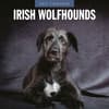 image Irish Wolfhounds 2027 Wall Calendar Main Product Image