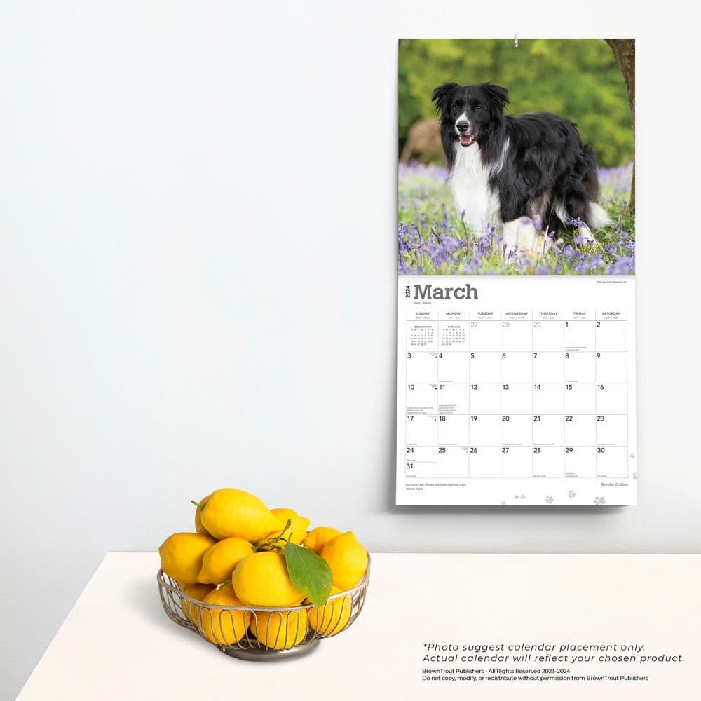 Border Collies 2024 Wall Calendar