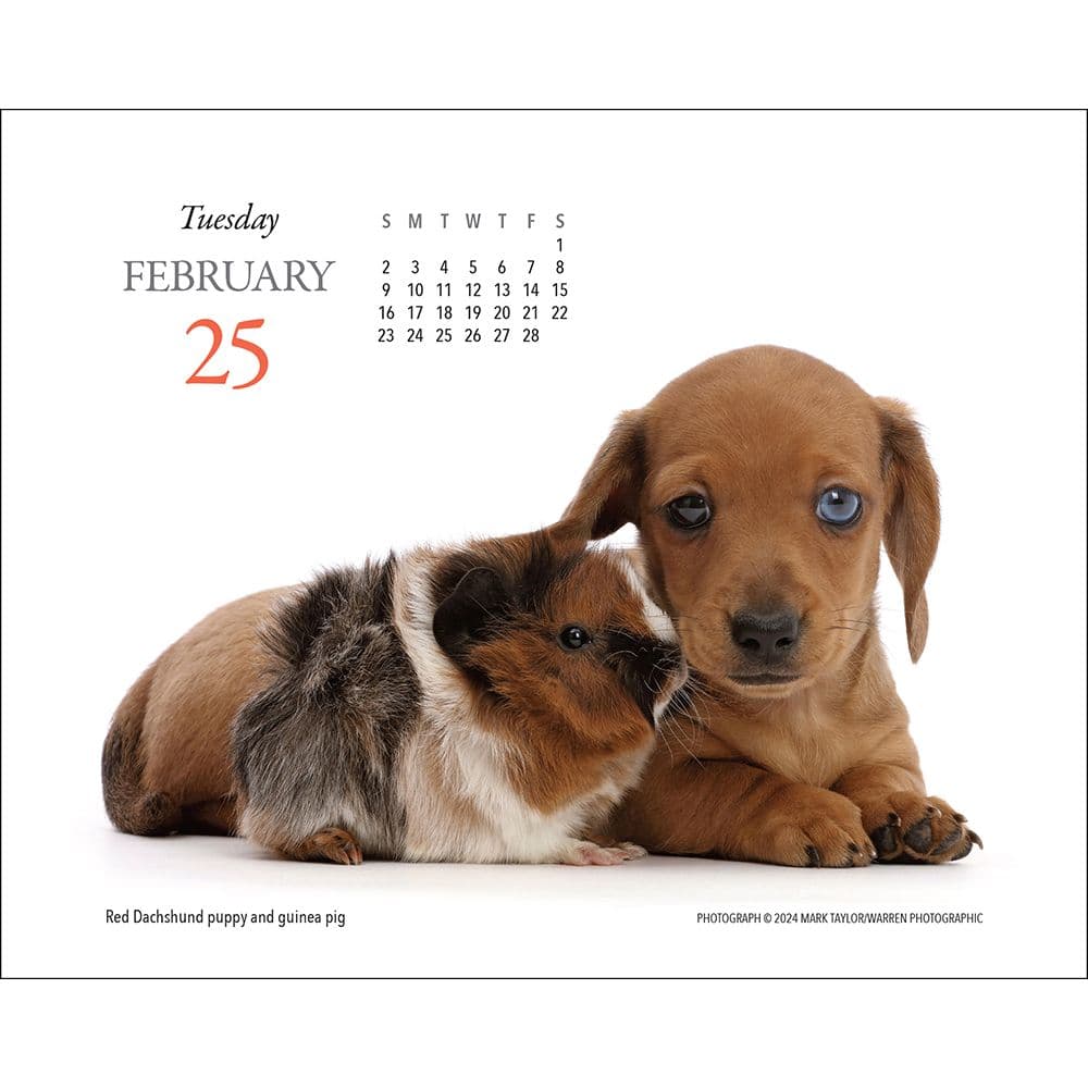 Puppies and Friends 2025 Desk Calendar Second Alternate Image width="1000" height="1000"
