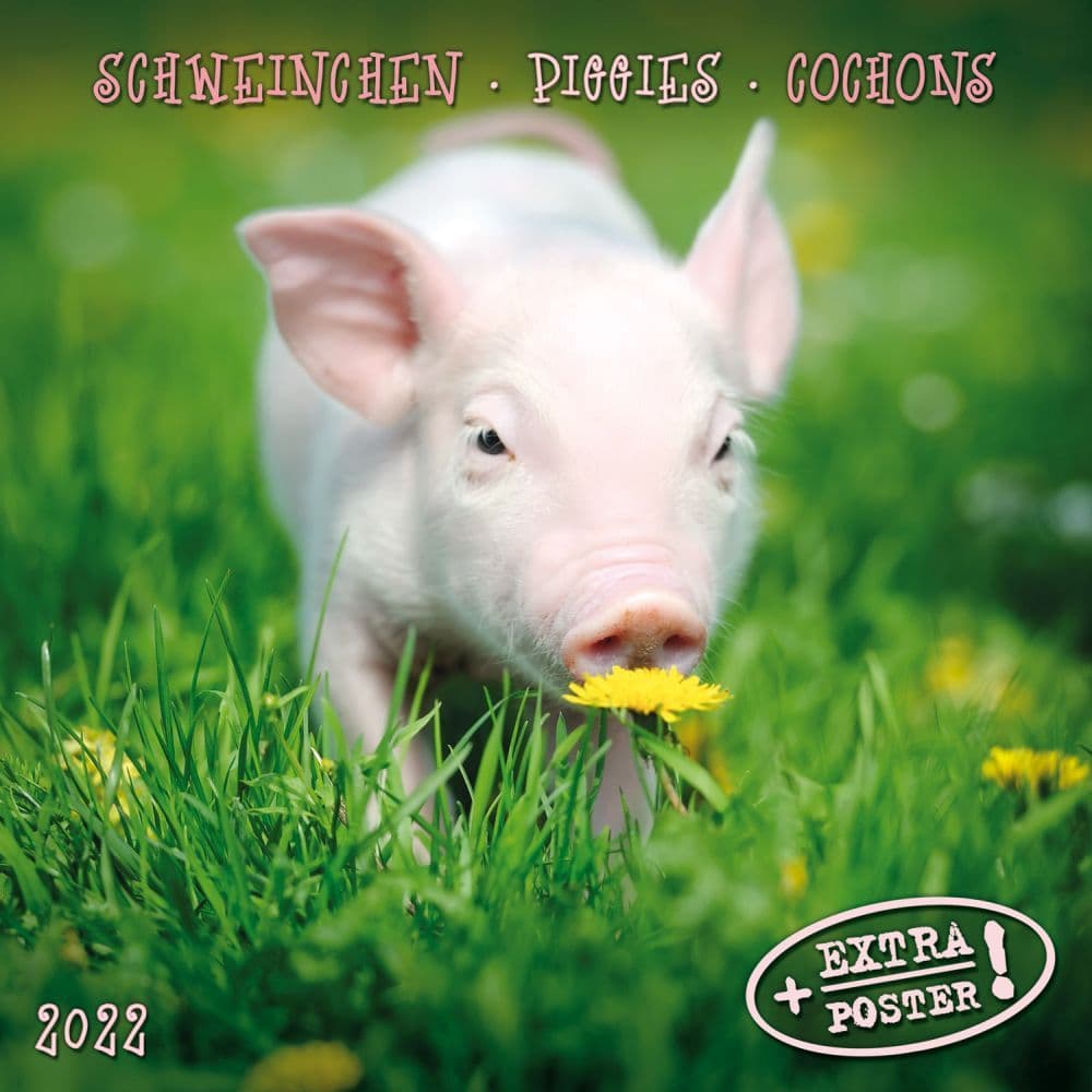 Piggies Tushita 2022 Small Wall Calendar