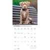 image Just Pit Bull Terrier Puppies 2026 Wall Calendar Fourth Alternate Image