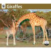 image Giraffes WWF 2025 Wall Calendar Main Image