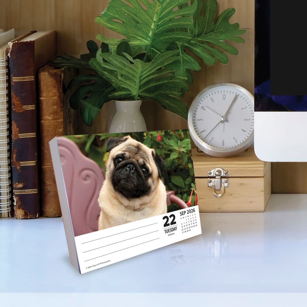 Just Pugs 2026 Desk Calendar Second Alternate Image