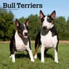 image Bull Terriers 2024 Wall Calendar Main Product Image width=&quot;1000&quot; height=&quot;1000&quot;