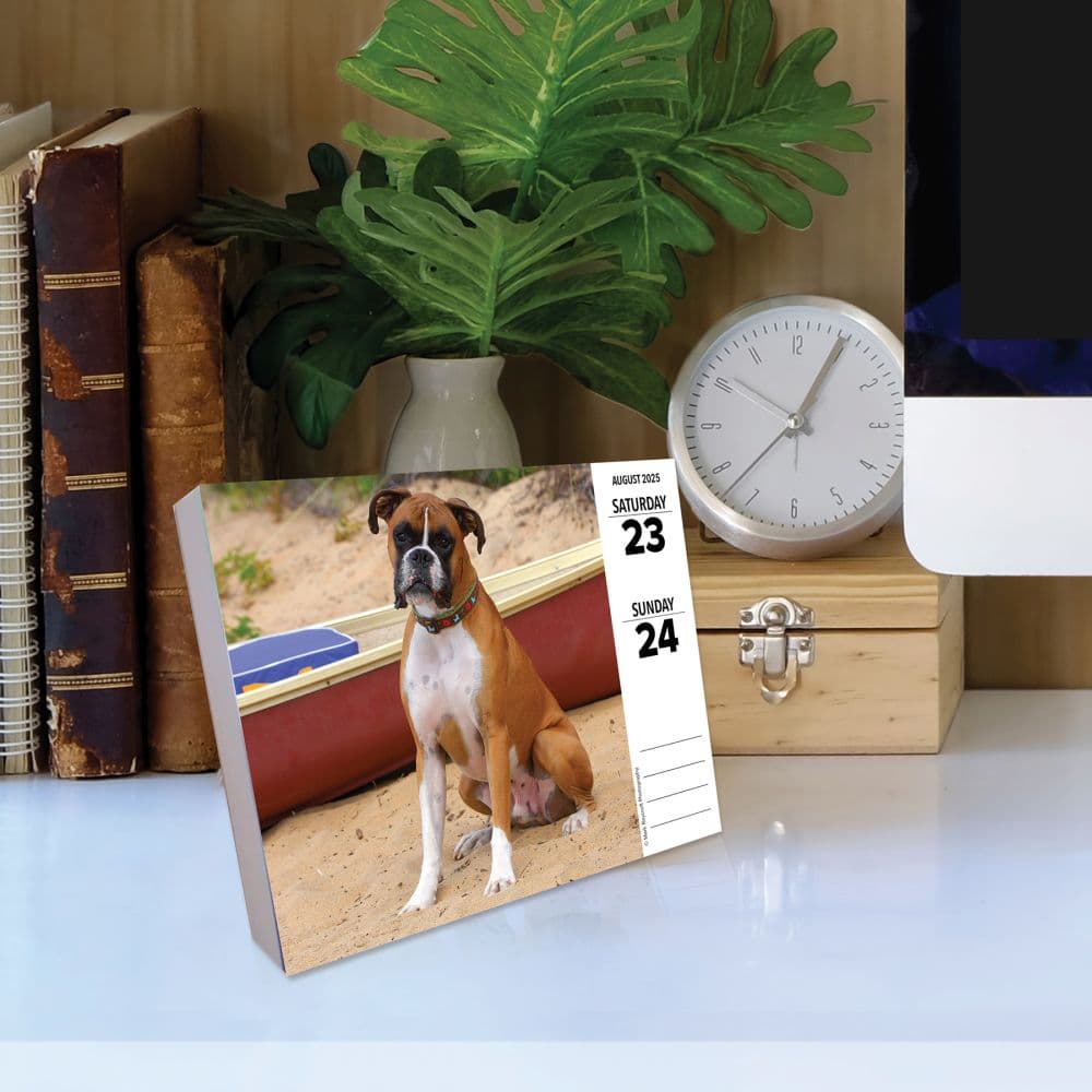 Just Boxers 2025 Desk Calendar on a desk