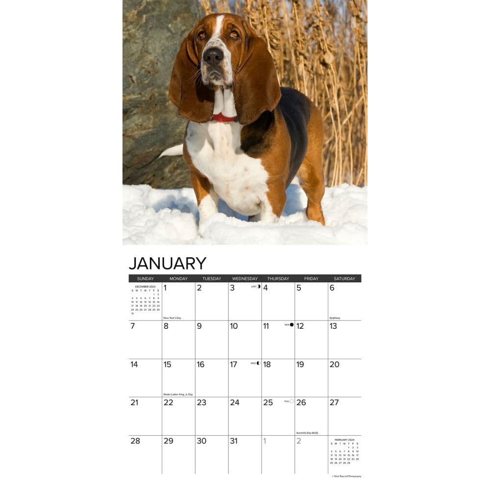 Just Basset Hounds 2024 Wall Calendar