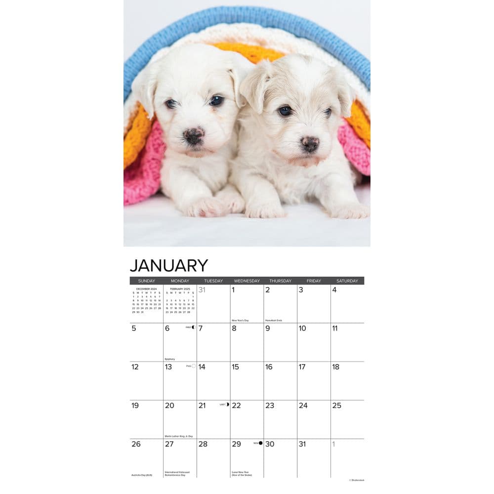 Just Bichon Frises Puppies 2025 Wall Calendar Second Alternate Image width="1000" height="1000"