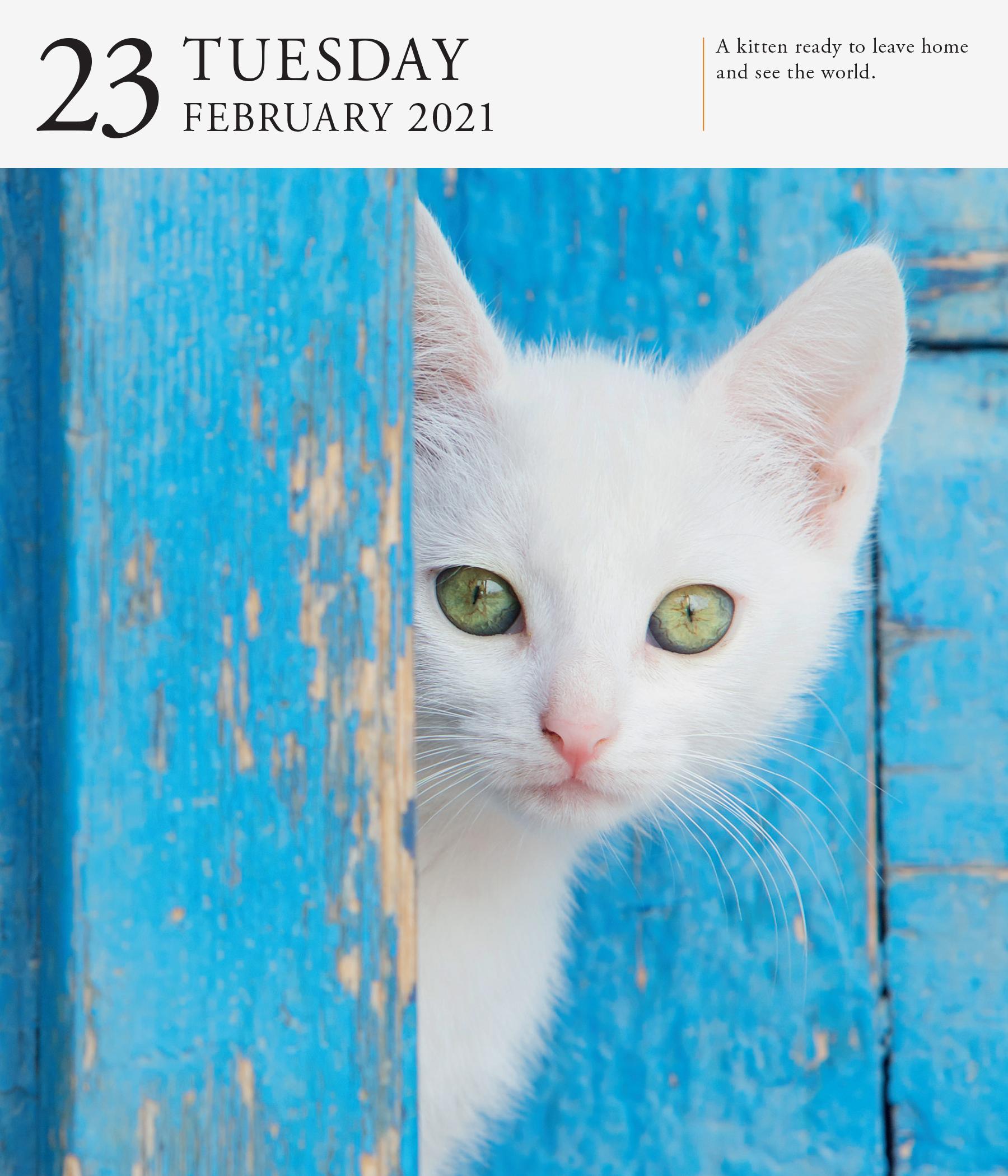 Cat Gallery Desk Calendar