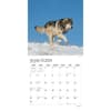 image Wolf Pack 2024 Wall Calendar Second Alternate Image width=&quot;1000&quot; height=&quot;1000&quot;