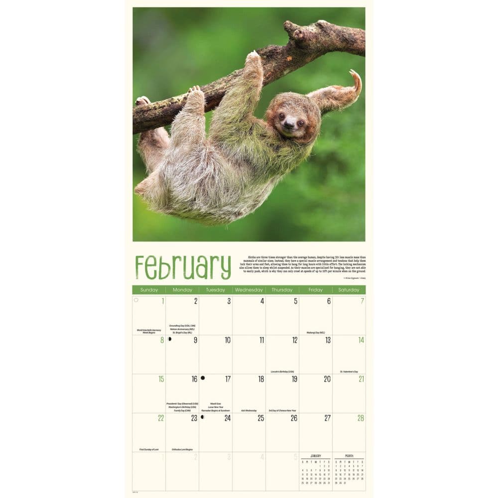 Sloth Life 2026 Wall Calendar Second Alternate Image