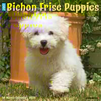 image Just Bichon Frises Puppies 2026 Wall Calendar Main Image