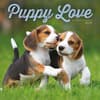 image Puppy Love 2025 Wall Calendar Main Image