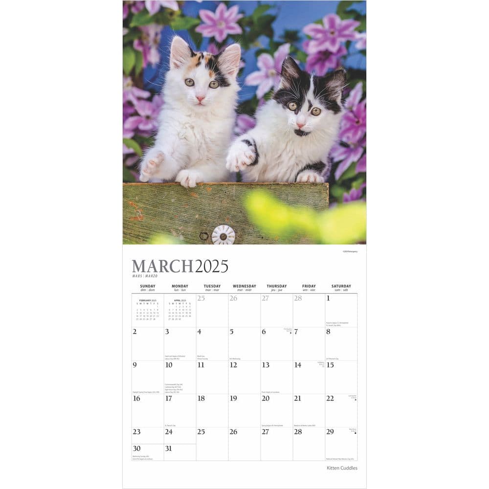 Kitten Cuddles Plato 2025 Wall Calendar