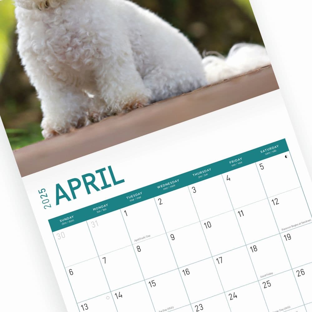 Bichon Frise 2025 Wall Calendar Sixth Alternate Image