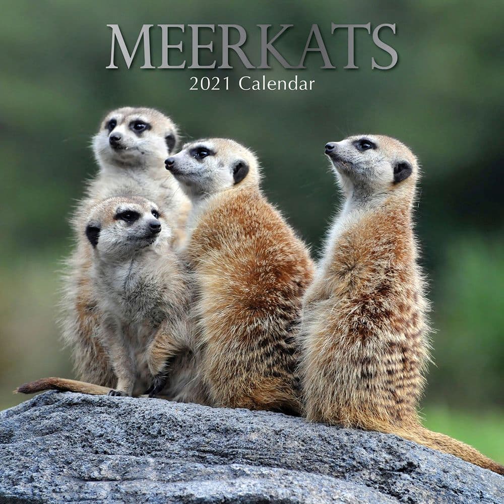 Meerkats Wall Calendar