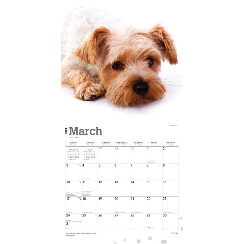 Yorkshire Terriers 2024 Wall Calendar