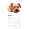 image Yorkshire Terriers 2024 Wall Calendar Second Alternate Image width=&quot;1000&quot; height=&quot;1000&quot;