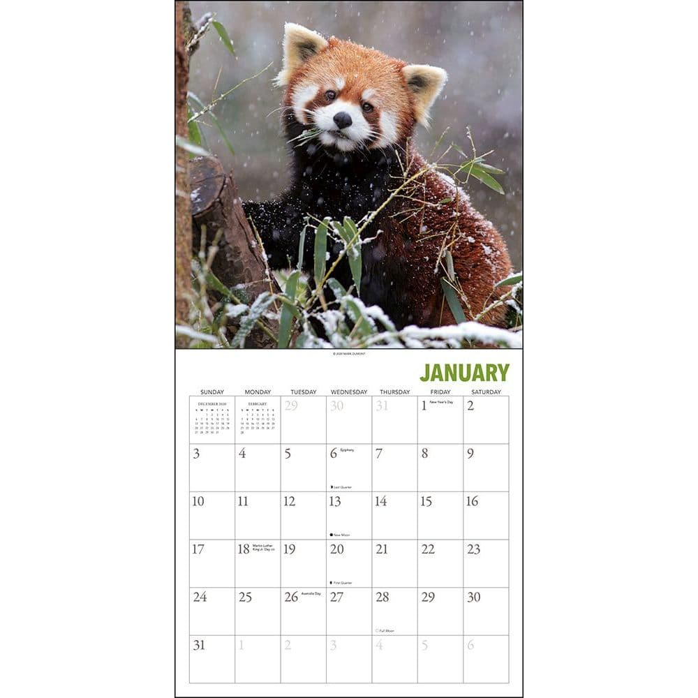 Red Pandas Wall Calendar