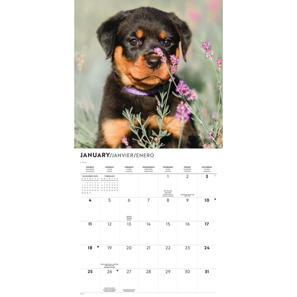 Just Rottweiler Puppies 2026 Wall Calendar Second Alternate Image