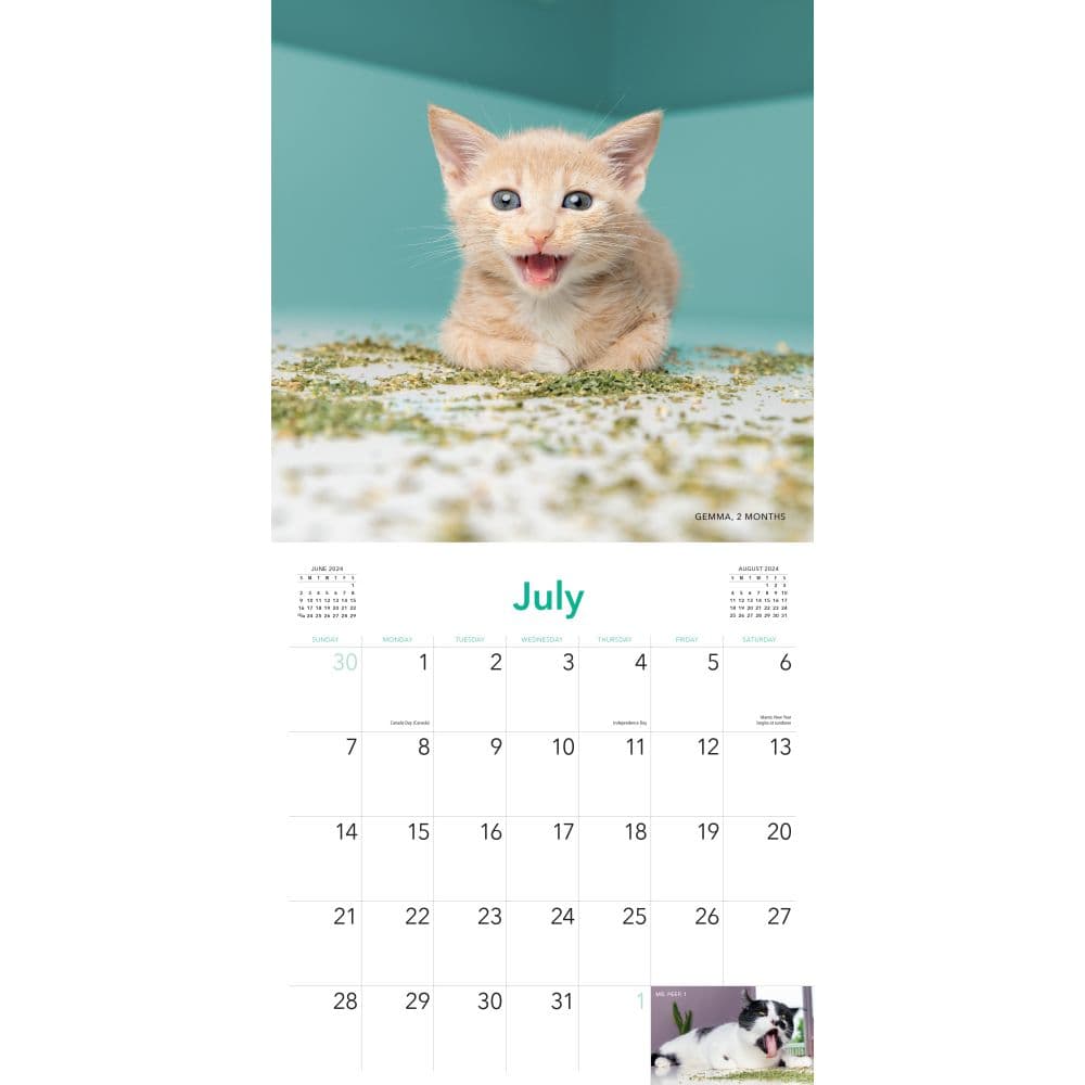 Cats on Catnip 2024 Wall Calendar