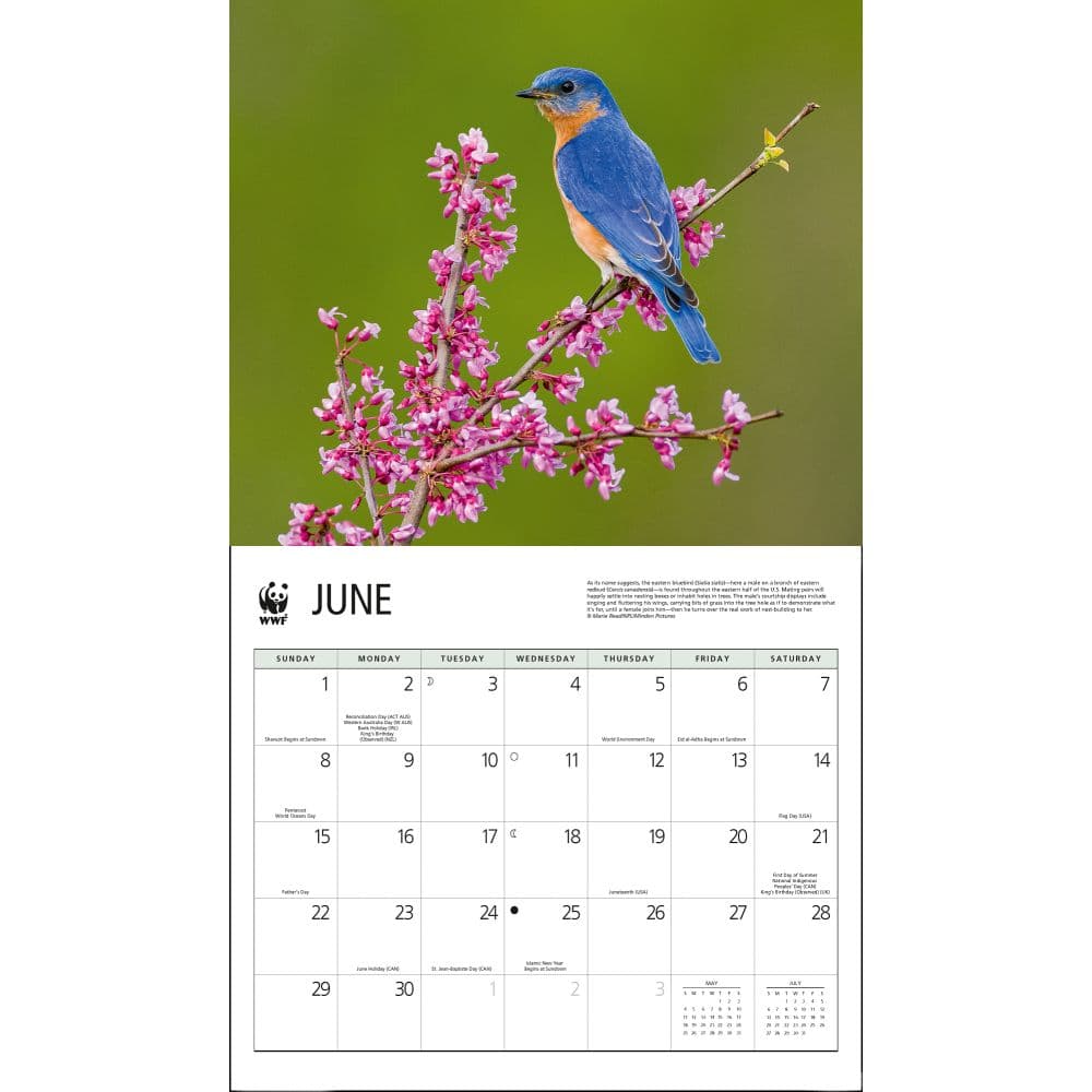 Songbirds WWF 2025 Wall Calendar Second Alternate Image width="1000" height="1000"