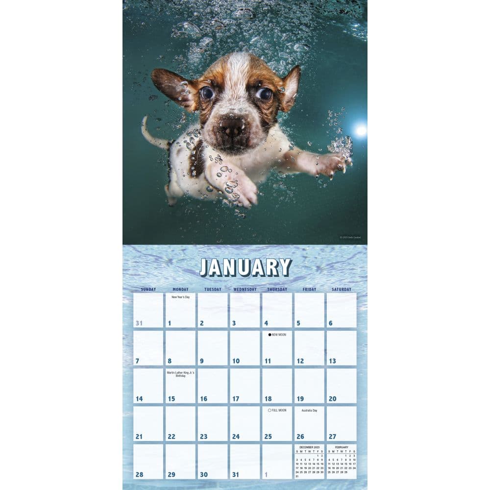 Underwater Puppies by Seth Casteel 2024 Mini Wall Calendar