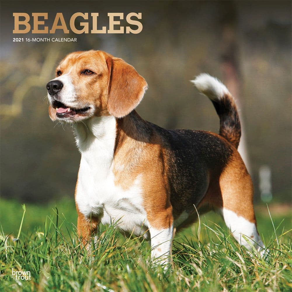 Beagles Wall Calendar