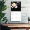 image Lab Retriever Puppies 2026 Wall Calendar