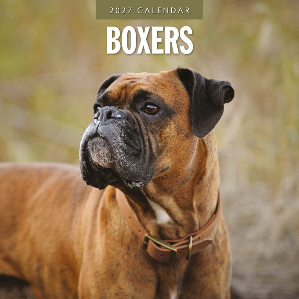 Boxers 2027 Wall Calendar Main Product Image