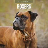 image Boxers 2027 Wall Calendar Main Product Image