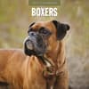 image Boxers 2027 Wall Calendar Main Product Image
