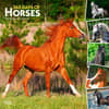 image Horses 365 Days 2025 Wall Calendar