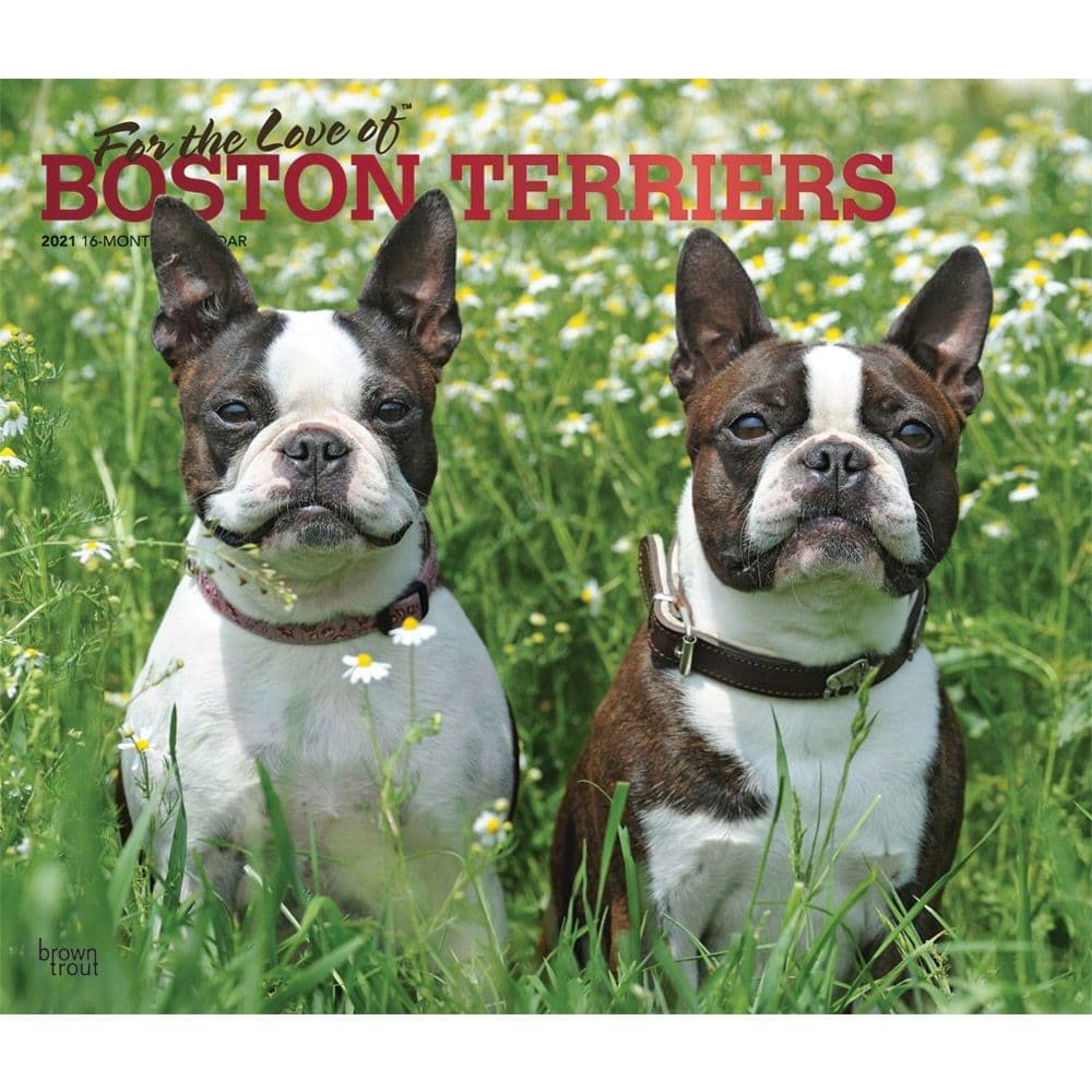Boston Terriers Deluxe Wall Calendar