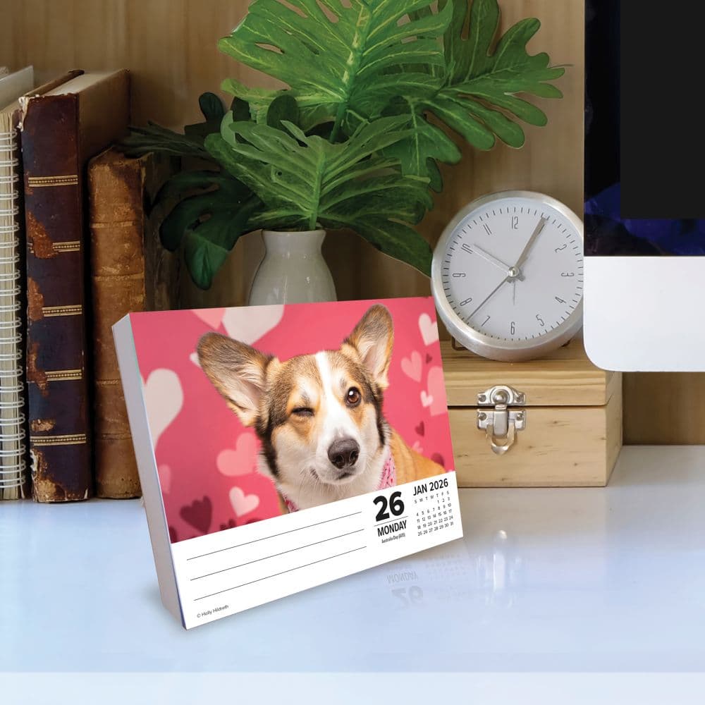 Just Corgis 2026 Desk Calendar Second Alternate Image