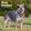 image Blue Heelers 2025 Wall Calendar Main Image