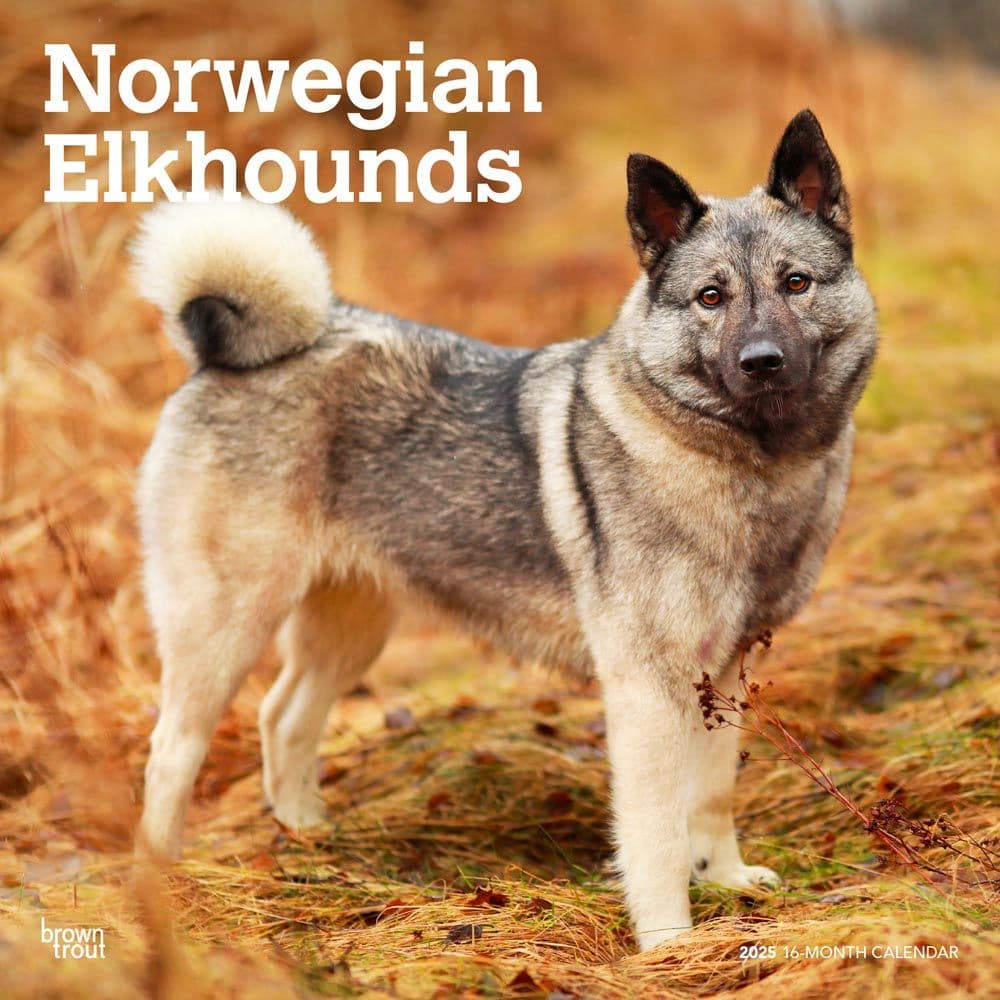 Norwegian Elkhounds 2025 Wall Calendar