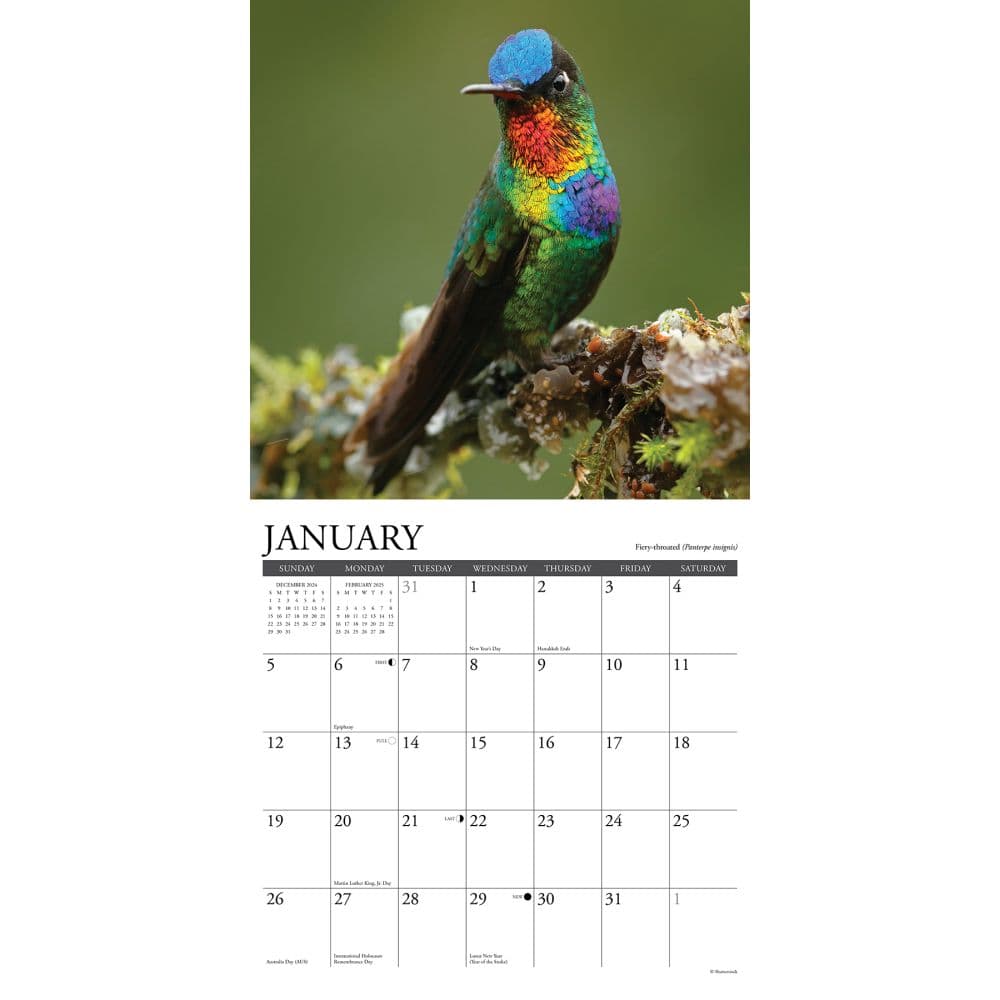 Hummingbirds 2025 Wall Calendar